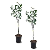 Anna Apple Tree, Low Chill, Deciduous, Fruit Bearing, Medium to Large Fruit, 1 gal Nursery Pot, 2-3 ft. Tree Height (Due to Agricultural Laws, we Cannot Ship to CA, AZ, AK, or HI), Green, 2 Trees