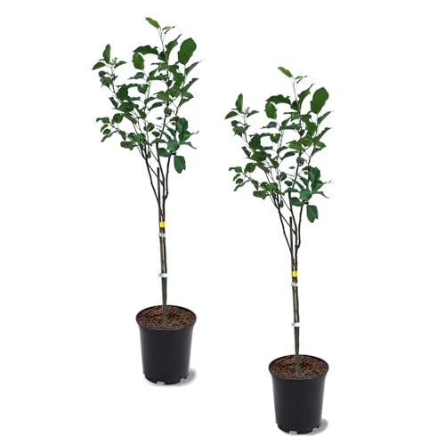 Anna Apple Tree, Low Chill, Deciduous, Fruit Bearing, Medium to Large Fruit, 1 gal Nursery Pot, 2-3 ft. Tree Height (Due to Agricultural Laws, we Cannot Ship to CA, AZ, AK, or HI), Green, 2 Trees