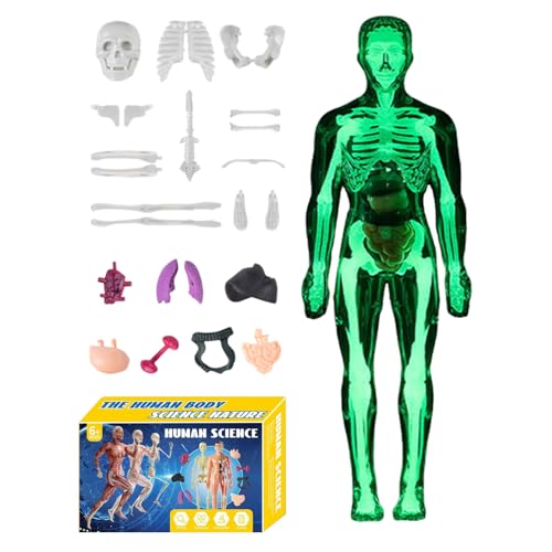 Jsnwernb 人体模型 3D - 人体骨格モデル 知育玩具 - 組み立て 玩具 教育 科学 教育者 学習者 ホームスクーリング 教師 教室 学校 家庭 男の子 女の子
