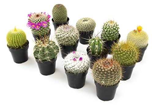 Altman Plants, Assorted Cactus Plants Live Cactus Decor (12Pk), Cactus Plant Live Succulents Plants Live In Cactus Soil Potting Mix, Live Cacti Plants Live Succulent Plants Live Plants In Cactus Pot #TOP2