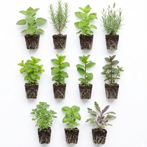 5 Assorted Herb Live Plants, Combo Herb Starter Plants, 4-8"
