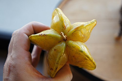 スターフルーツ 接木苗 開花中 五斂子（ごれんし）大実品種 Amazon | スターフルーツ 苗 【ゴレンシ：五斂子 ハニージャンボ