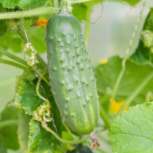 PREMIER SEEDS DIRECT - Cucumber - Gherkin - Piccolo DI Parigi - 50 Seeds