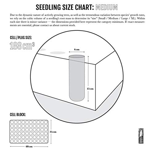 Conifers Of The Sierra Nevada | Collection Of 5 Live Tree Seedlings | The Jonsteen Company #TOP6