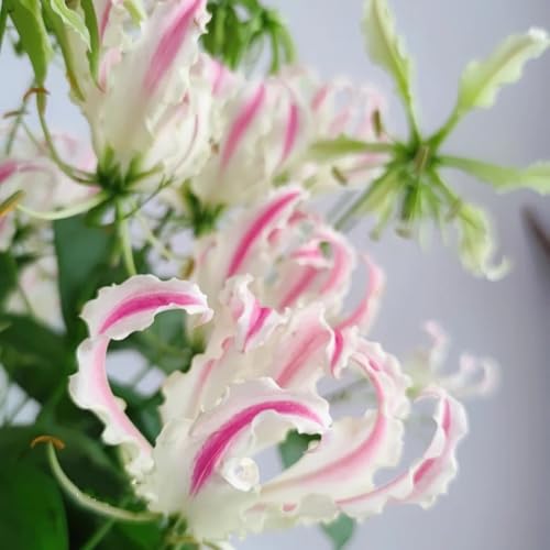 bulbi di giglio di fiamma esotiche, giglio fiamma resistenti, giardino rare, balcone, bouquet, balcone giardino resistenti perenni, 2pcs