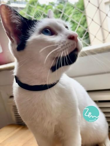 Coleira ZenCare Erva de Santa Maria e Neem Para Cães de Médio Porte