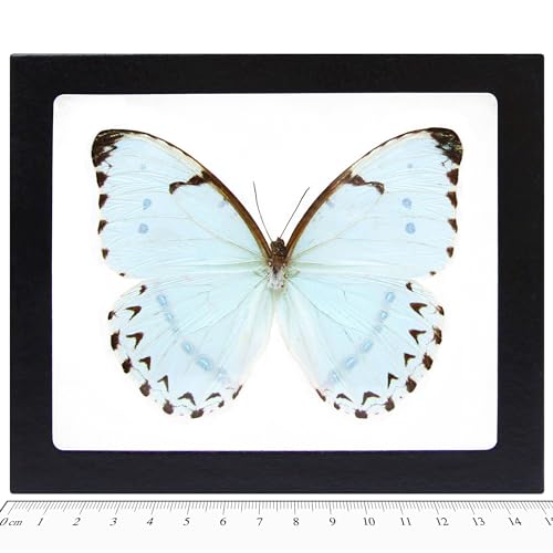 BicBugs Morpho catenaria catenarius REAL FRAMED BUTTERFLY ICE BLUE WHITE