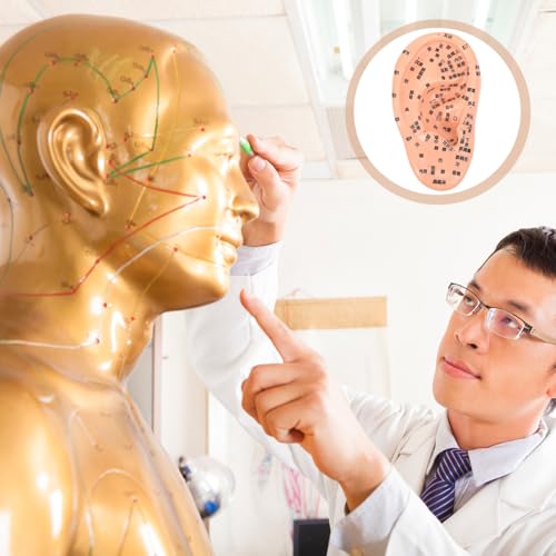 Healeved Ear Acupuncture Model 5.7 Inch Human Ear Acupoint Display for Seeds Acupressure and Auricular Therapy Training in Traditional Chinese Medicine