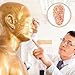 Healeved Ear Acupuncture Model 5.7 Inch Human Ear Acupoint Display for Acupressure Tools Seed Therapy and Auricular Treatment Training in Traditional Chinese Medicine