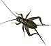 500 Live Large (1) Crickets (Acheta Domesticus) by BuyFeederCrickets