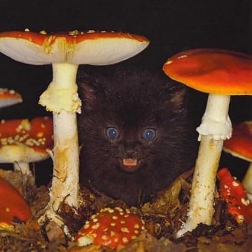 Orgone, Oregano, Oregon