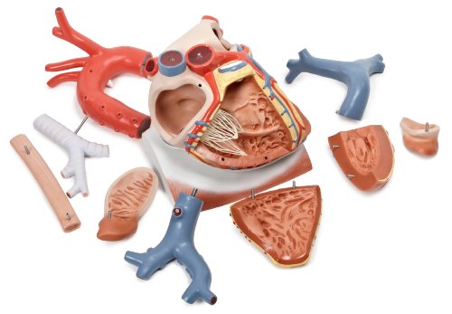 Image of 3B Scientific VD251 Heart on Diaphragm 10-Part 3 Times Full Size - 3B Smart Anatomy