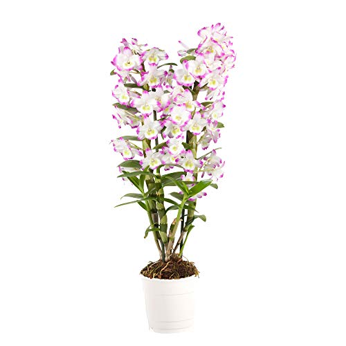 Second hand Orchid in Ireland 37 used Orchids