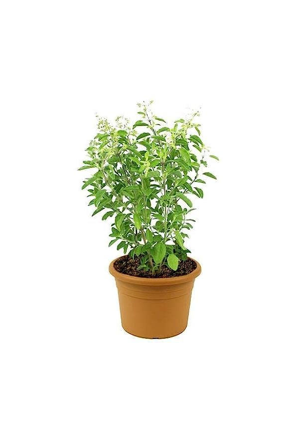 See full amazon price history chart for Growing Plants Tulsi Herbs Herbal Live Plant | Tulsiplant tulsi Plant (Rama Tulsi) with Black Nursery Pot Growing Plants Tulsi Herbs Herbal Live Plant | Tulsiplant tulsi Plant (Rama Tulsi) with Black Nursery Pot (B0CCPKQF3R) Amazon Price History, Amazon Price Tracker