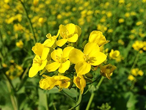 SeedsUP - 500+ Seeds Mustard - Vegetable White - Image 7