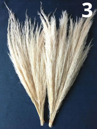 �h���C�t�����[�@�p���p�X�O���X�@3