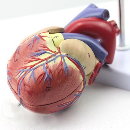 Genuine 1: 1 corazón humano modelo B-color modelo de enseñanza de anatomía cardíaca, cardiología médica de ultrasonido