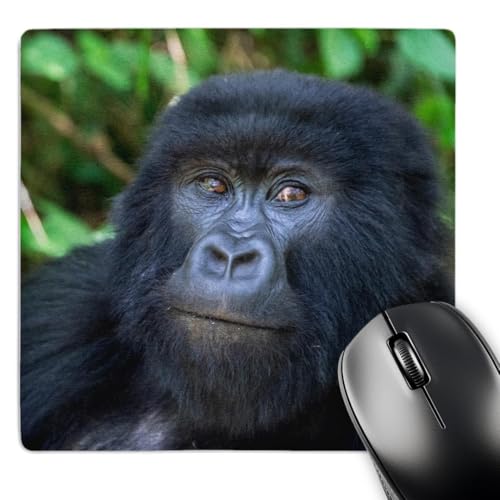 3drose Danita Delimont ? Primates ? Gorilla in the Forest , Parc National Des Volcans�A�������_ ? �}�E�X�p�b�h( MP _ 276550 _ 1 )