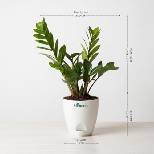 Image of Spider Plant, Peace Lily, Areca Palm & Snake Plant Live Indoor 4-Plant Combo in 4-Inch Self-Watering Matte White Pots | Air-Purifying Oxygen Plants for Bedroom, Living Room & Office Decor