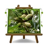 EURO PLANTS VIVAI Noce Pecan Stuart pianta da frutto *Altezza: 180 cm. età: 4 Anni Vaso: ...