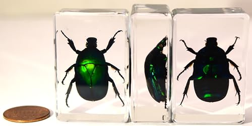 Image of 44mm Real Green Flower Chafer Beetle in Crystal Clear Lucite Resin Specimen Torynorrhina Flammea Preserved Insect Bug Taxidermy Crafts Collection for Biology Science Education & Desk Ornament Display