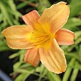 Hemerocallis 'Bailey Hay' ou lis d'un jour, hémérocalle 'Bailey Hay' a des fleurs moyennes, à gorge et pétales larges, de couleur melon