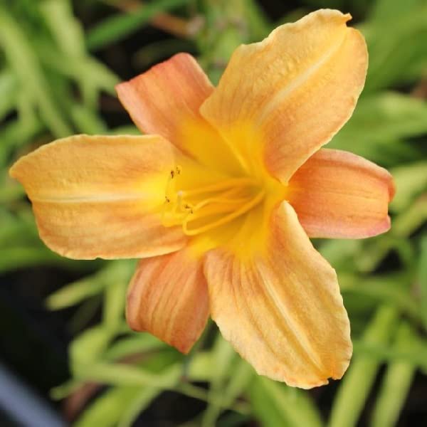 12 unità Hemerocallis 'Baley Hay' - Giglio Diurno Vaso 9x9cm ±1 m² - Daylily con Fiori Arancioni e Verde per Giardini