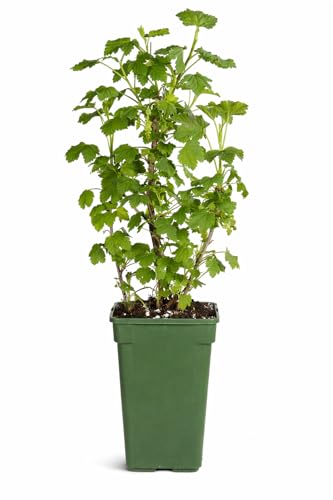 Jostabeere/Jochelbeere - Ribes Jostaberry, 60-70 cm, Ertragreiche Beerenpflanze, Pflegeleicht & Robust, Ideal für Garten & Terrasse