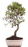Bonsai-Shopping