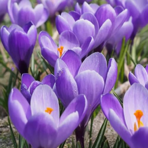 Bulbi di Crocus | Bulbi provenienti dai migliori produttori Olandesi | Esclusiva selezione e controllo qualità | Fioritura garantita dal primo anno. (10 Crocus vernus GRAND MAITRE)