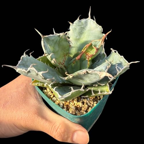 アガベ 白鯨」の人気商品一覧 | 安い商品を通販サイトから探す - 価格.com