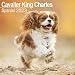 Produktbild Cavalier King Charles Spaniel 2023- 16-Monatskalender: Original Avonside-Kalender [Mehrsprachig] [Kalender] (Wall-Kalender)
