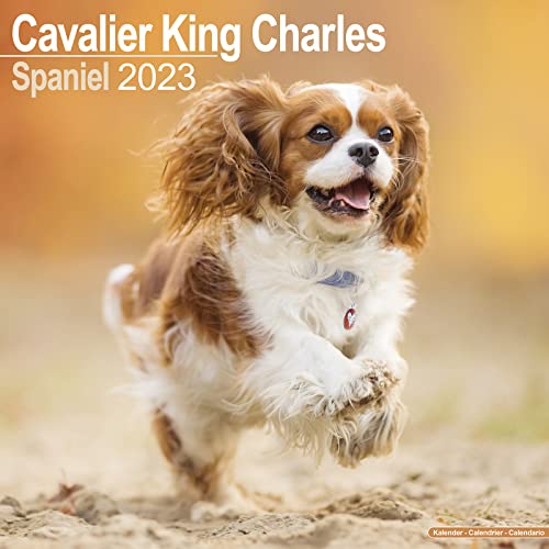 Cavalier King Charles Calendar 2023 | Square Dog Breed Wall Calendar - 16 Month