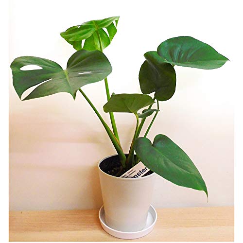 Amazon｜観葉植物 モンステラ 5号 monstera ハート型の葉 おしゃれ＋