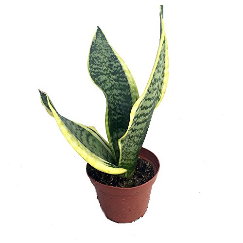 Futura Snake Plant, Mother-in-Law's Tongue, Barbershop Plant-Sanseveria- 4' Pot