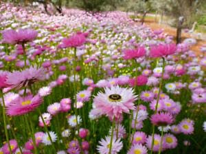 Everlasting Daisy Mix Seeds - Strawflower Flower for Home Gardening and Planting (100 Seeds)