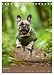 Frenchie Couture - Französische Bulldoggen in Strick-Chic (Tischkalender 2026 DIN A5 hoch), CALVENDO Monatskalender: Französische Bulldoggen in lustigen Hundestricksachen (CALVENDO Tiere)