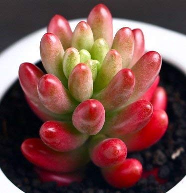 NooElec Seeds India Rare DWARF Succulents Ornamental Seeds - Bunny Tail Pink - 50+ SEEDS, GROW INDOOR or OUTDOOR - Image 3 thumbnail