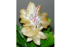 Yellow Christmas Cactus Unrooted Cuttings-Rare Yellow Variety