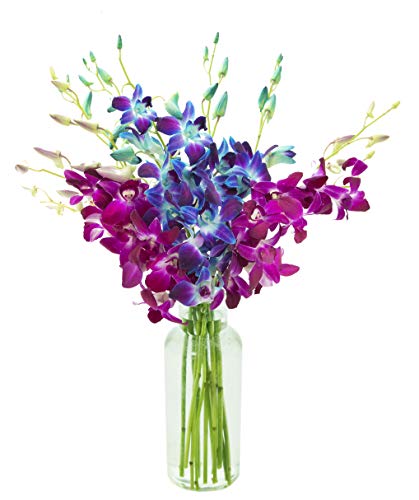 Image of KaBloom-10 Blue&Purple Orchid Bouquet,Flowers for Valentine, Mother's Day