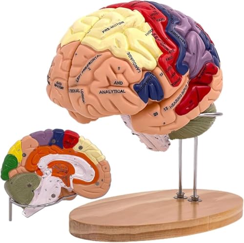 Anatomiczny model ludzkiego mózgu dla neuronauki - rozmiar życia, oznaczony kolorami, odłączany do nauki medycznej i psychologii