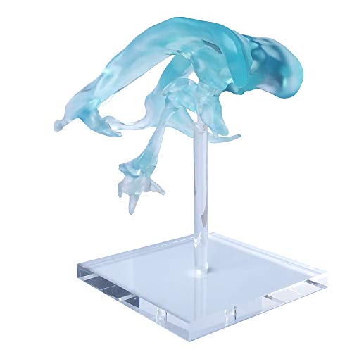EVOTECH SCIENTIFIC Human Brain Ventricles Model for Medical Teaching Learning, Kids Learning Education Display Tool