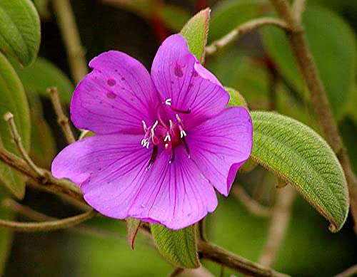 G.M.J.K ENTERPRISE 4 nos of Tibouchina semidecandra/glory bushes/glory trees/princess/begam bahar flowers live plant in polybeg for growing,Green(newcom)