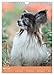 Flora Canidae - der Hunde-Blühpflanzen-Kalender (Wandkalender 2026 DIN A4 hoch), CALVENDO Monatskalender: Hunde und blühende Pflanzen streicheln die Seel, sie machen glücklich! (CALVENDO Tiere)