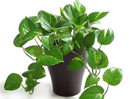 CosaCentrum Golden Money plant Air Purifying Indoor Plants (Money Plant Green) For Good Luck (B0BPGV2JK5) Amazon Price History, Amazon Price Tracker