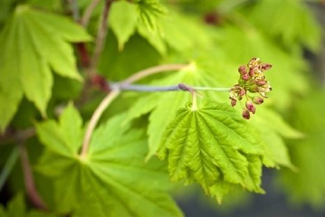 Miniatura 4 de Junihitoe Japanese Maple - Acer shirasawanum 'Junihitoe' - Planta viva de 3 años