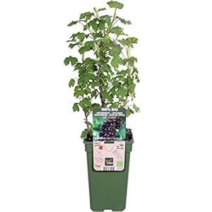 Blumen-Senf Jostabeere Jochelbeere 60-70cm Beerenpflanze