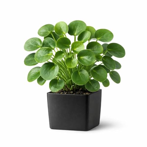 Image of Live Chinese Money Plant (Pilea Peperomioides) Indoor Lucky Plant in Pot | Round Coin-Shaped Leaves | Air Purifying & Low Maintenance Decorative Plant for Home, Office & Balcony