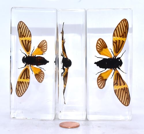 Image of 4.3 inch Real Golden Black Cicada w /Open Wings in Crystal Clear Lucite Resin Crafts Specimen Preserved Becquartina Electa Insect Taxidermy Collection for Biology Science Education & Desk Ornament Display