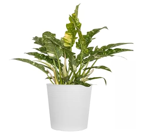 Philodendron Ring of Fire